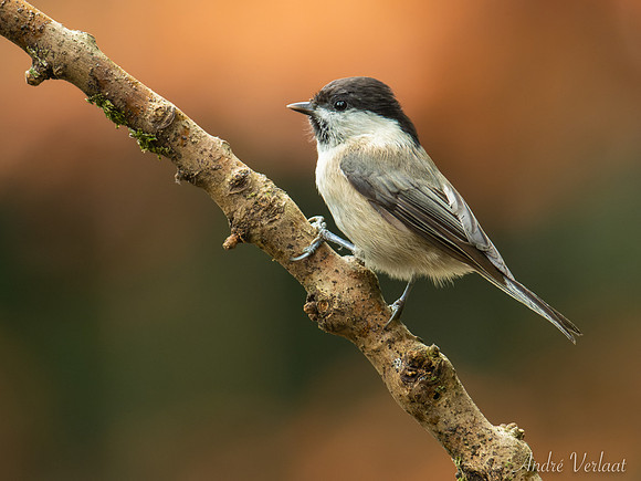 Matkop / Willow Tit - Oss
