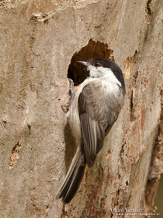 Matkop / Willow Tit - Oostvaardersplassen