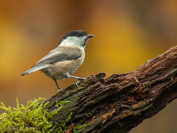 Matkop / Willow Tit - Oss