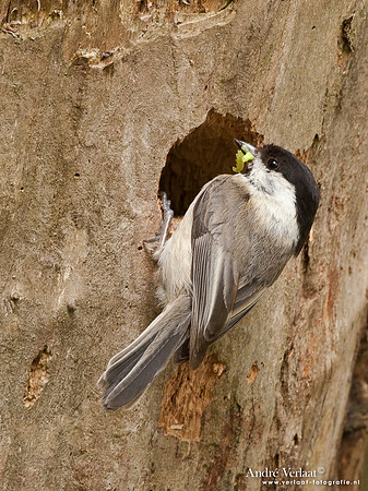 Matkop / Willow Tit - Oostvaardersplassen