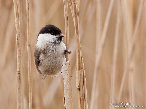 Matkop / Willow Tit - Oostvaardersplassen