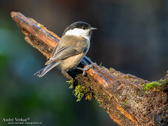 Matkop / Willow Tit - Oss