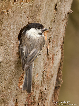 Matkop / Willow Tit - Oostvaardersplassen