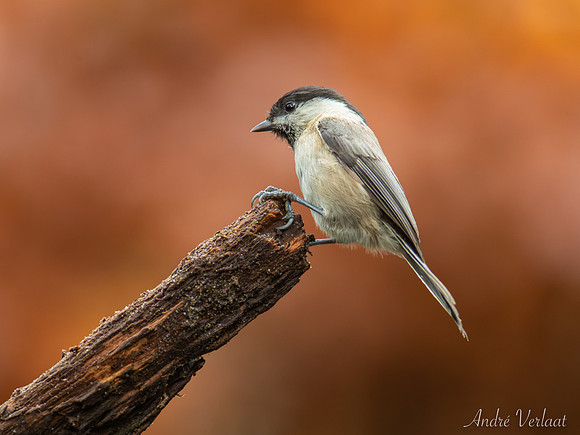 Matkop / Willow Tit - Oss