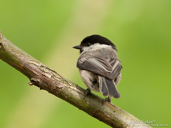 Matkop / Willow Tit - Oostvaardersplassen