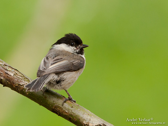 Matkop / Willow Tit - Oostvaardersplassen