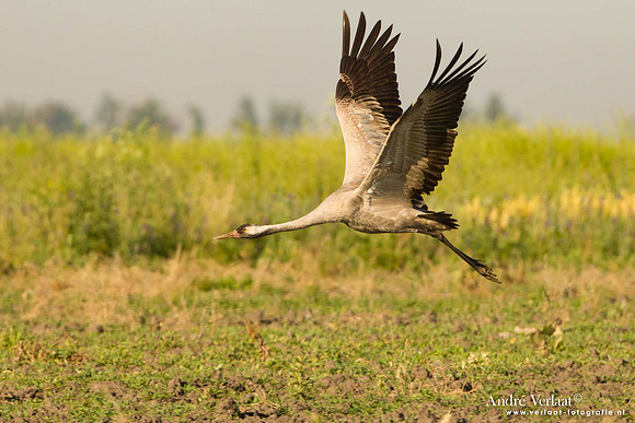 Kraanvogel / Crane - Tiszagyenda
