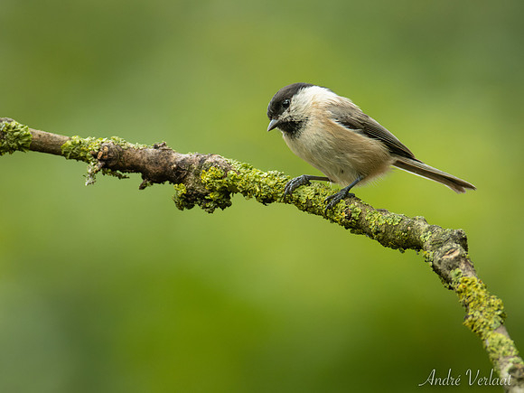 Matkop / Willow Tit - Oss