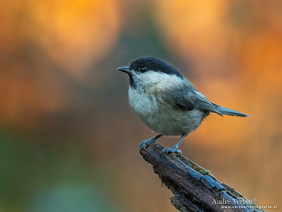 Matkop / Willow Tit - Oss