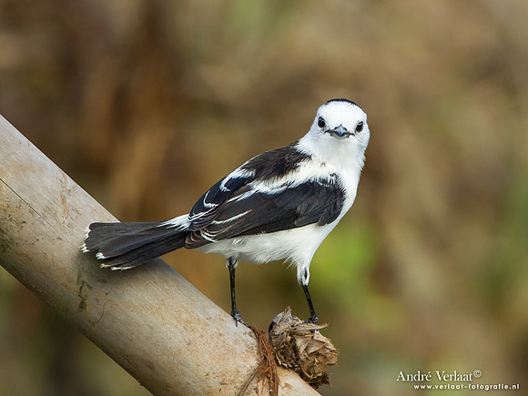 Bonte Watertiran / Pied Water Tyrant - Peperpot