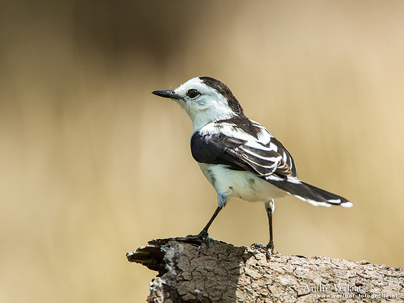 Bonte Watertiran / Pied Water Tyrant -  Bigi Pan
