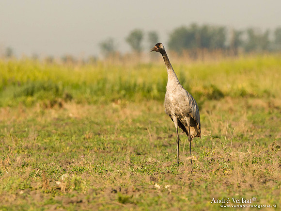 Kraanvogel / Crane - Tiszagyenda