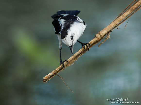 Bonte Watertiran / Pied Water Tyrant - Peperpot