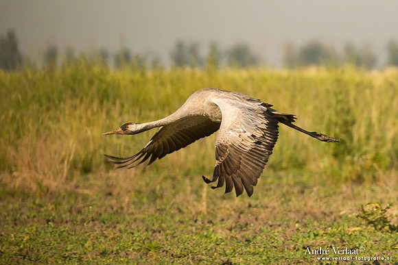 Kraanvogel / Crane - Tiszagyenda