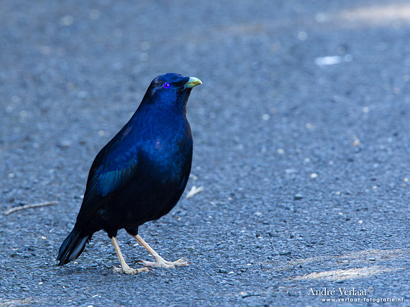 Satijnblauwe Prieelvogel / Satin Bowerbird - Bunya Mountains