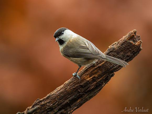 Matkop / Willow Tit - Oss