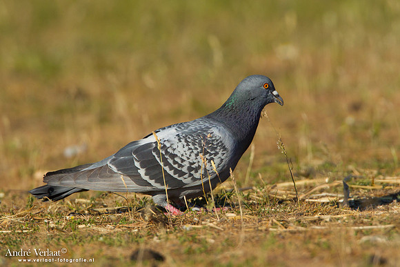 Stadsduif / Rock Pigeon - Lesvos