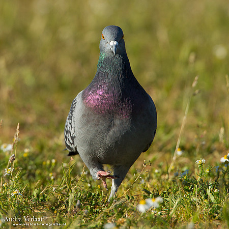Stadsduif / Rock Pigeon - Lesvos