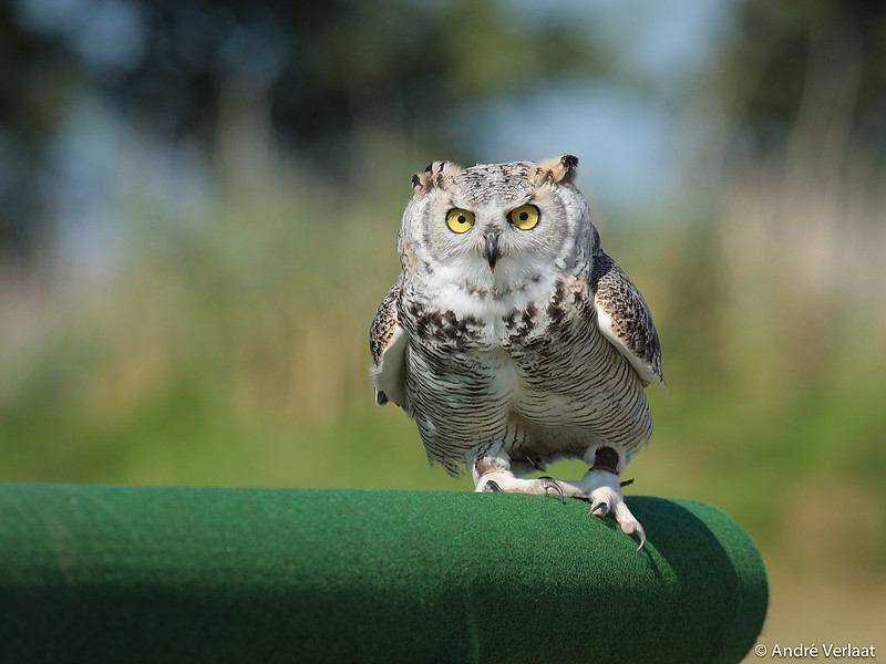 Canadese Oehoe / Northern Great Horned Owl - Hoenderdaell, The Netherlands