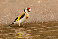 Putter / European Goldfinch