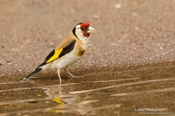 Putter / European Goldfinch - Lesvos