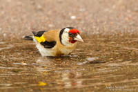 Putter / European Goldfinch - Lesvos