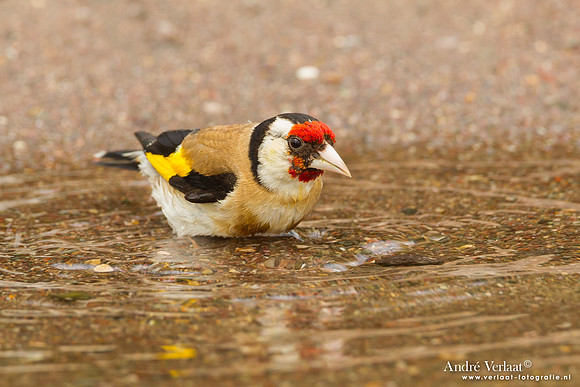 Putter / European Goldfinch - Lesvos