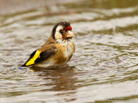 Putter / European Goldfinch - Lesvos