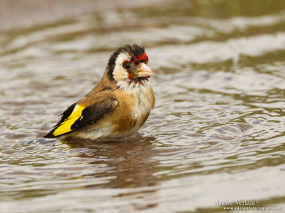 Putter / European Goldfinch - Lesvos