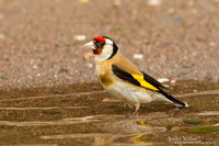 Putter / European Goldfinch - Lesvos