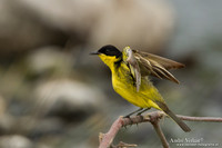 Balkankwikstaart / Black-headed Wagtail - Lesvos