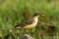 Balkankwikstaart / Black-headed Wagtail - Lesvos