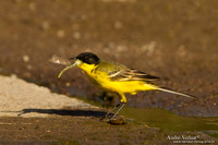 Balkankwikstaart / Black-headed Wagtail - Lesvos