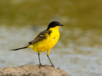 Balkankwikstaart / Black-headed Wagtail