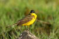 Balkankwikstaart / Black-headed Wagtail - Lesvos