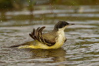 Balkankwikstaart / Black-headed Wagtail - Lesvos