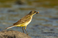 Balkankwikstaart / Black-headed Wagtail - Lesvos