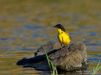 Balkankwikstaart / Black-headed Wagtail - Lesvos