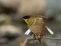 Balkankwikstaart / Black-headed Wagtail - Lesvos