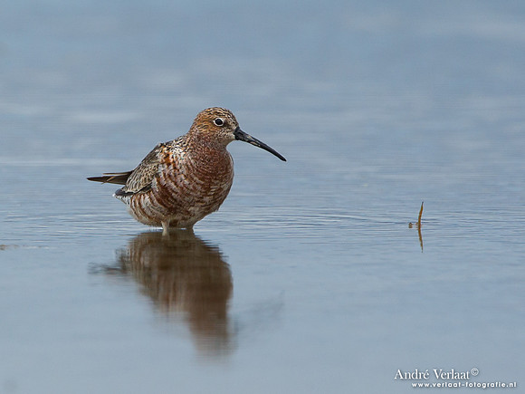 Krombekstrandloper / Curlew Sandpiper - Lesvos