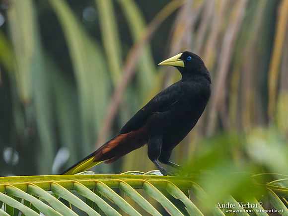 Kuiforopendola / Crested Oropendola - Commewijne
