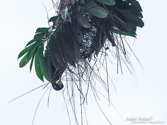 Kuiforopendola / Crested Oropendola - Commewijne