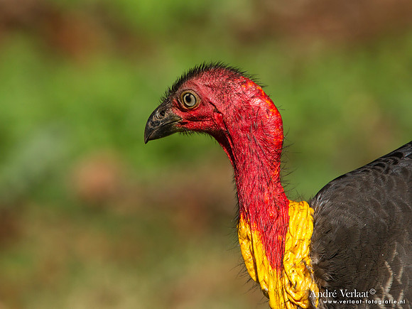 Boskalkoen / Australian Brush-turkey - Bunya Mountains