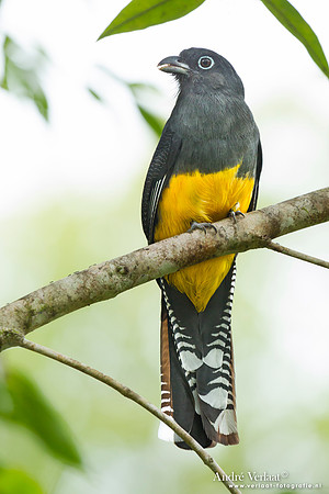 Witstaarttrogon / Amazonian White-tailed Trogon - Commewijne