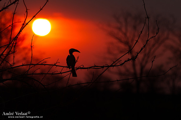Zuidelijke Roodsnaveltok / Southern Red-billed Hornbill - South Luangwa NP