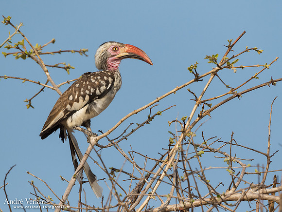 Zuidelijke Roodsnaveltok / Southern Red-billed Hornbill - South Luangwa NP