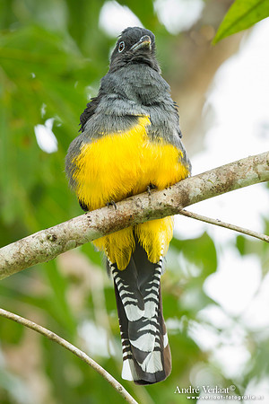 Witstaarttrogon / Amazonian White-tailed Trogon - Commewijne