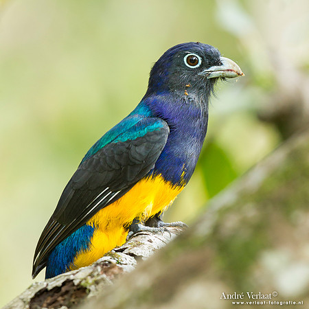 Witstaarttrogon / Amazonian White-tailed Trogon - Commewijne