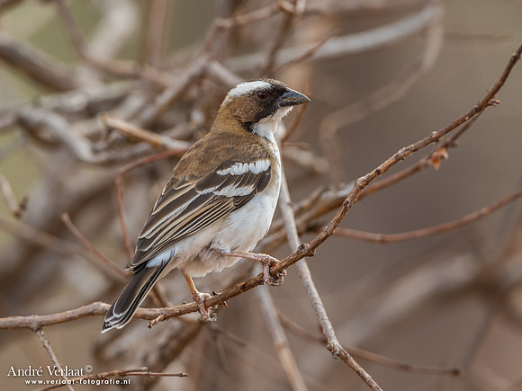 Mahaliwever / White-browed Sparrow-weaver - South Luangwa NP