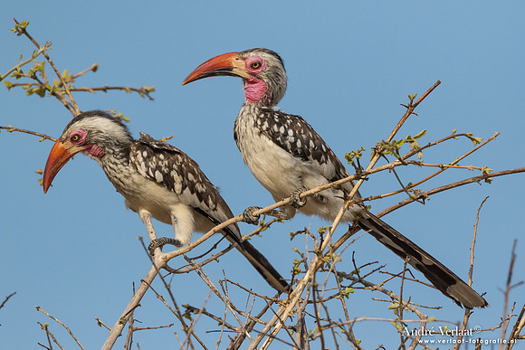 Zuidelijke Roodsnaveltok / Southern Red-billed Hornbill - South Luangwa NP